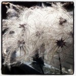 fluffy seeds