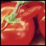 tomato weirdness