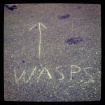 wasps!